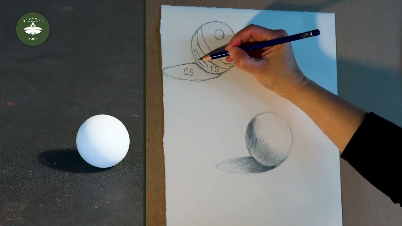 Biology through Art: Sphere tutorial