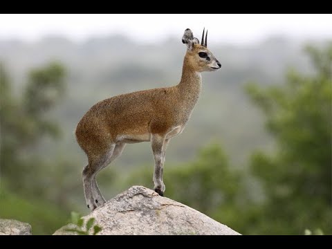 How big does a klipspringer antelope get?