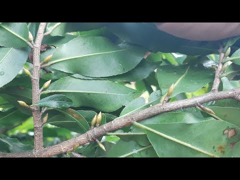 @ Ngày 7/8AL xem nụ phát triển và sử dụng phân bón giúp cây nhiều nụ và đều nụ.