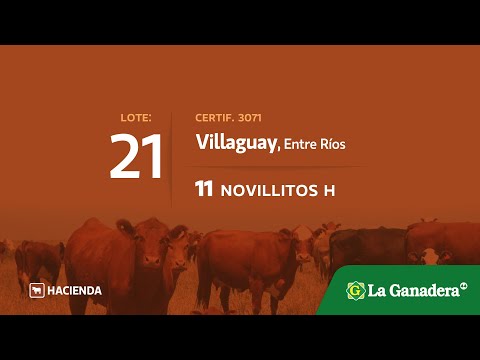 Lote Novillitos en Villaguay