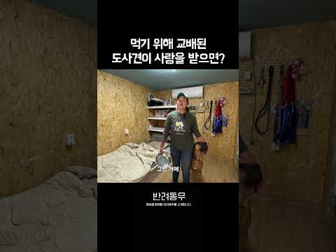 사람을 보면 벌벌 떨던 개가 사랑 받으면 생기는 변화