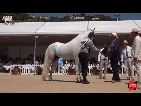 N.149 ADHAM SAQR - Menton 2019