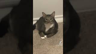 Download lagu Iphone Ringtone Cat Version mp3