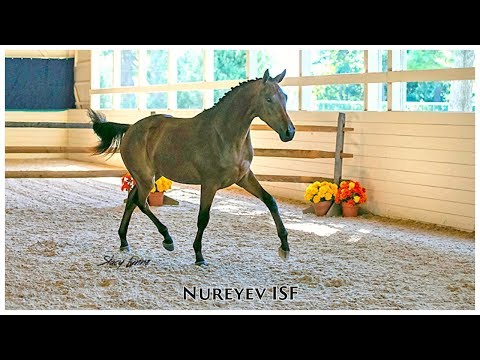 Nureyev ISF, KWPN-NA Keuring 2019 - SOLD!