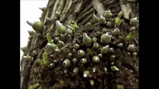 I ZIMBRA - TALKING HEADS