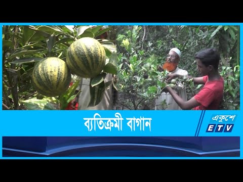 মিশ্র ফলবাগানে লাভবান কৃষক