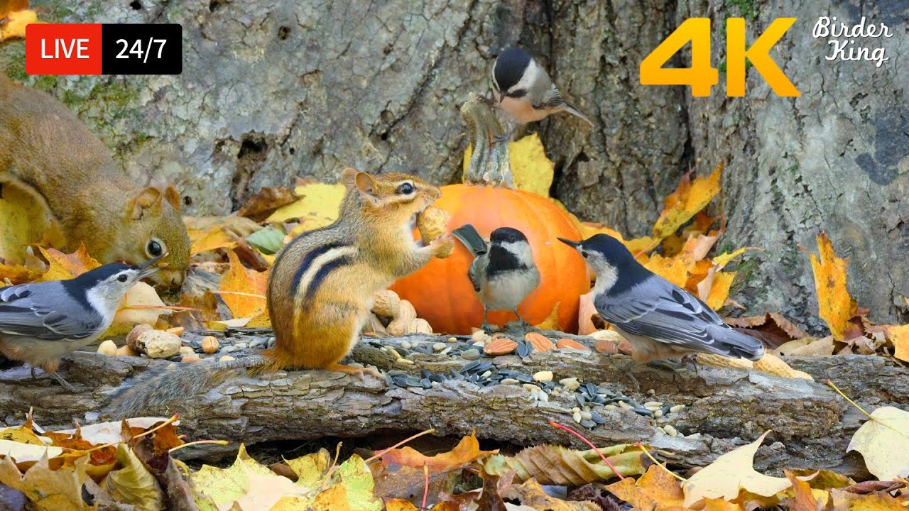 🔴 24/7 LIVE: Cat TV for Cats to Watch 😺 Harvest Season for Birds Chipmunks Squirrels 4K
