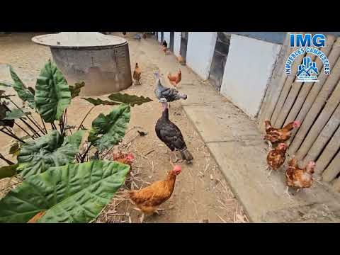 Fincas y Casas Campestres, Venta, La Cumbre - $1.600.000.000