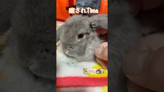 ロップイヤーラビットのブルくんの癒されタイム。母かブルくんどっちが癒されているのかな。#ロップイヤーラビット #うさぎのいる暮らし #ウサギ