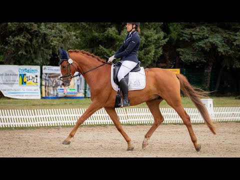 A*-Dressur A6/1 04.08.24 Seifersdorf