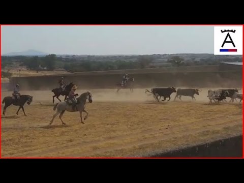 Saneamiento de Patas Blancas