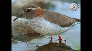 Luzmila Carpio - el presagio de los pájaros (fragmento)