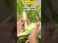 Surprise Harvest From Terrace Kya Apne Sweet Corn Uga Liya Baby Corn Mini Melon