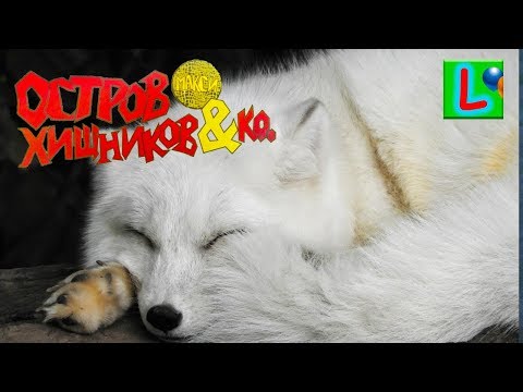 Deagostini ОСТРОВ ХИЩНИКОВ и КО МАКСИ ПЕСЕЦ Деагостини LISKA SHOW UNPACKING Arctic Fox