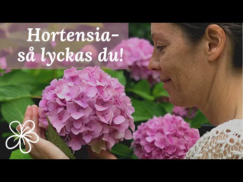 , title : 'Hur du lyckas med hortensia i din trädgård!'