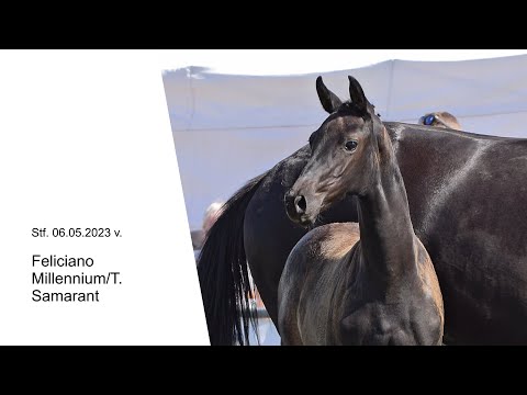 Stf v Feliciano x Millennium T x Samarant 2023