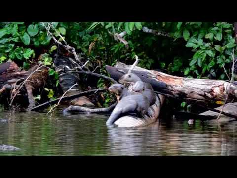 GIANT RIVER OTTERS IN COCOCOCHA LAKE, TAMBOPATA