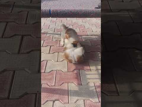 shit tzu#puppies #petlovers #doglover #dogshorts