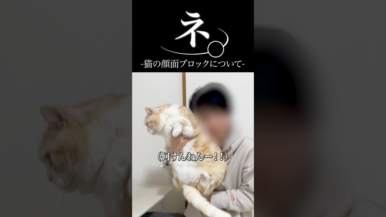 猫の顔面ブロックについて🤣 #猫 #ねこ #猫動画 #ねこ動画 #猫あるある #猫のいる暮らし #猫動画 #猫好きさんと繋がりたい #猫のいる生活 #子ネコ