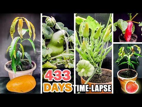 Best Growing Plant Time-Lapses Of 2021