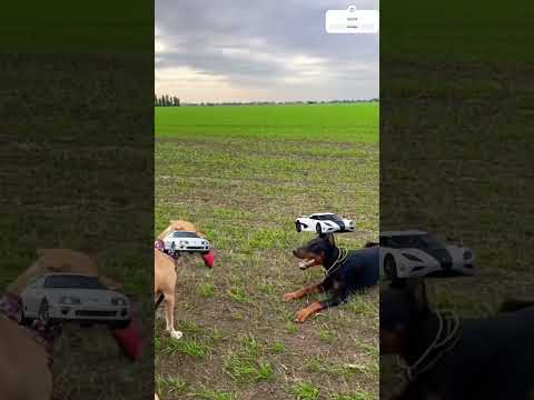 dog vs dog 🐕😈 #supra #shortsviral #edit  #shortvideos #viral #dog #viralvideos #shorts