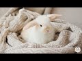 Cute Bunny Cuddles Adorable Rabbit Moments