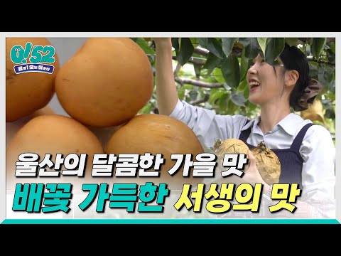 [생방송0!52] 울산의 달콤한 가을 맛, 서생배
