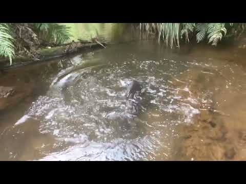 Longfin eels fighting