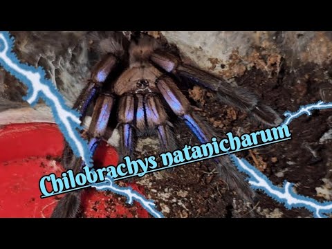 Sklípkavec elektromodrý (Chilobrachys natanicharum) — video o chove a starostlivosti