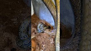 Download lagu Python X king cobra mp3