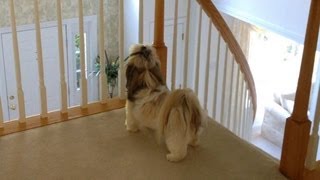 preview picture of video 'Cute Shih Tzu dog Lacey thinks that she is a great inside watchdog too?'