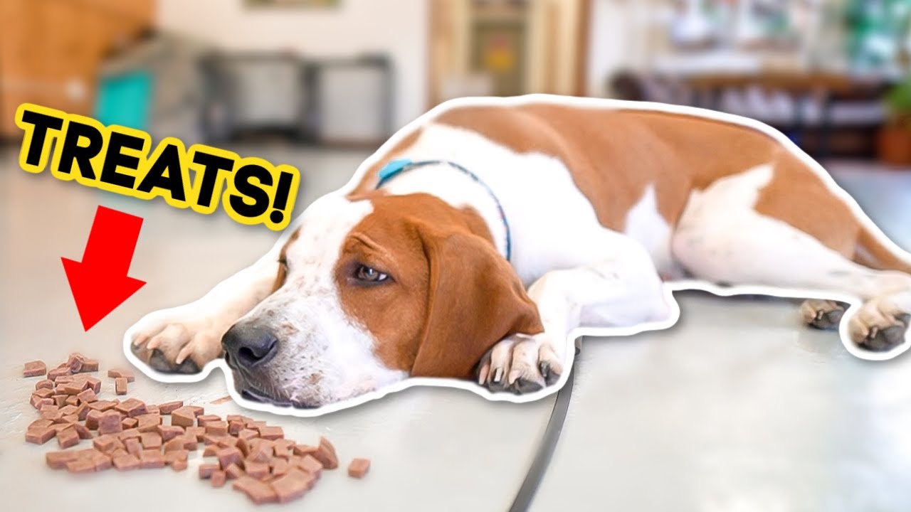 DOES YOUR DOG IGNORE YOUR COMMANDS? (WATCH THIS!)