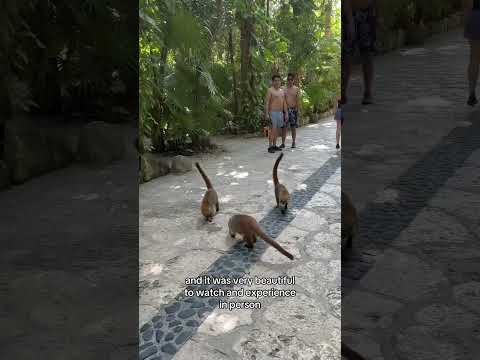 Everything you need to know before visiting Xcaret!!!