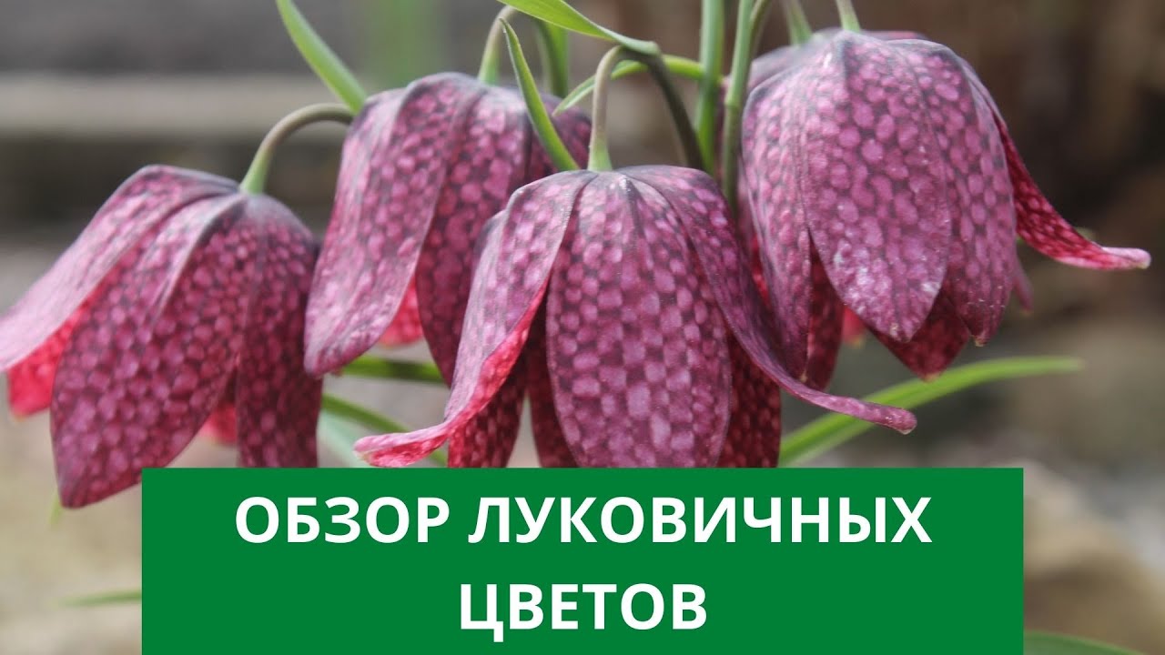 Обзор луковичных цветов фирмы партнер крокусы, нарциссы, тюльпаны, рябчик императорский