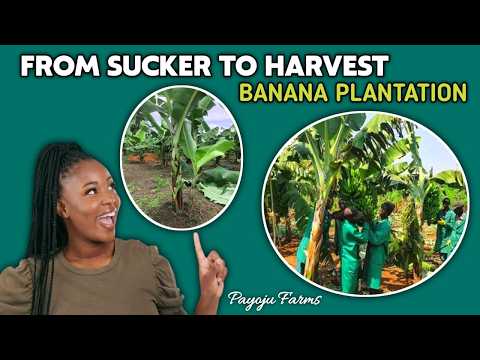 Banana Farming: A complete step by step guide from planting to harvest