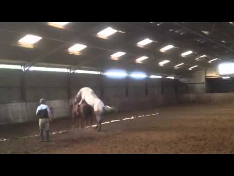 , title : 'Appaloosa Stallion mating / covering a Irish sports horse mare'