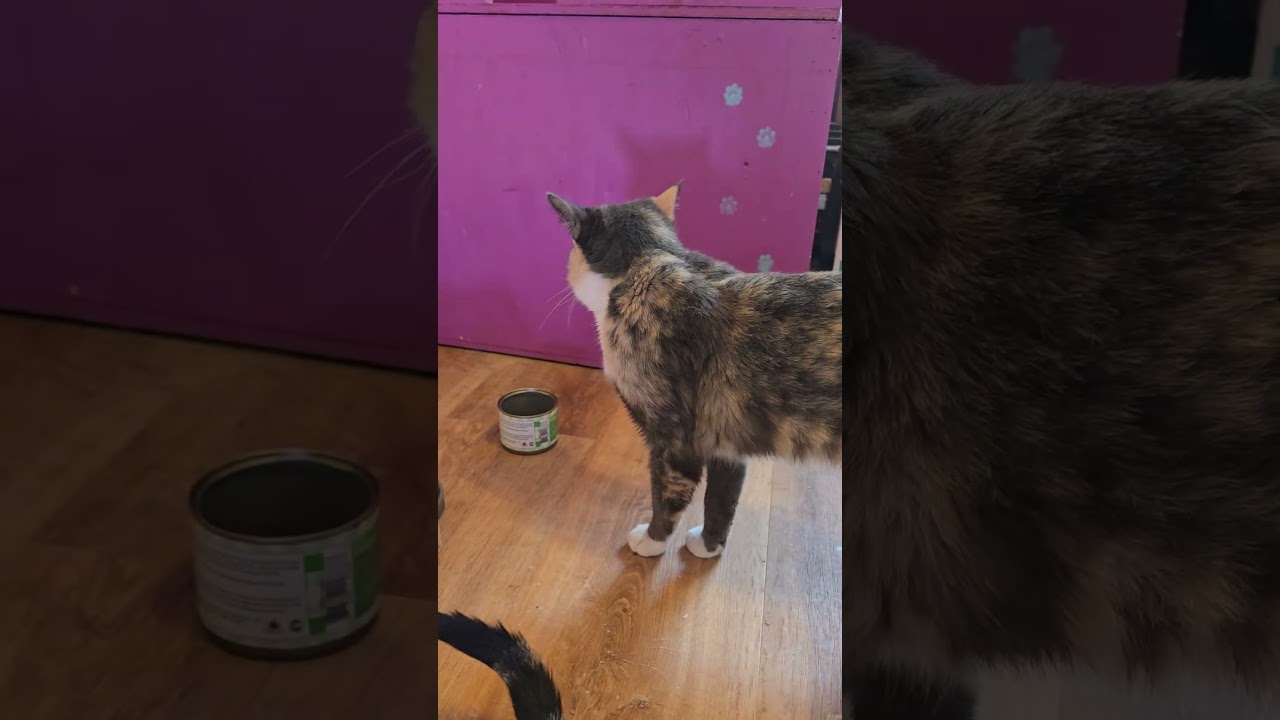 Enlarge CUPID, a ADOPTABLE Domestic Short Hair in Joshua Tree, CA video 3/5