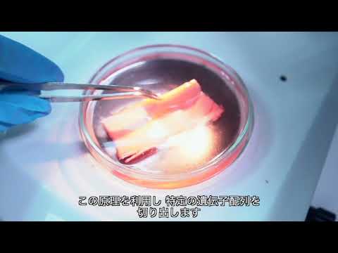 グンネラ・ティンクトリア