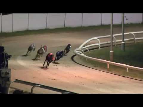 ALNWICK ALAN Trap 5 wins Open Race Semi Final Newcasle 8th October