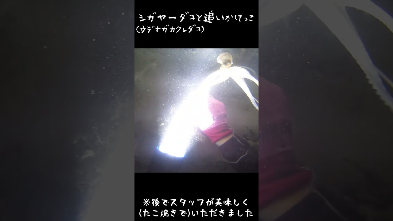 沖縄には小っちゃいタコがいる