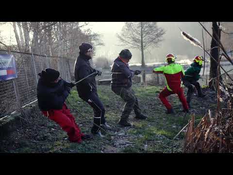 Die Erle aus Rottstock