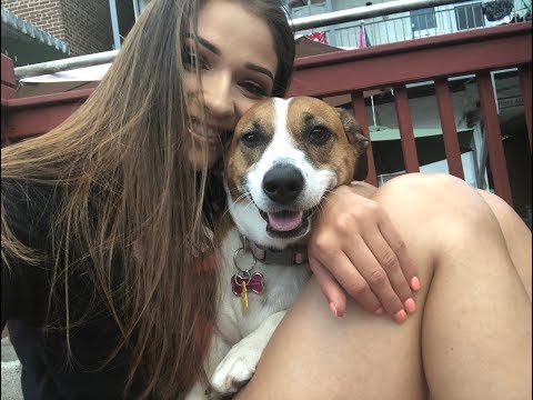 MY DOG PICKS MY MAKEUP!!! | MICHELLE ANTICO