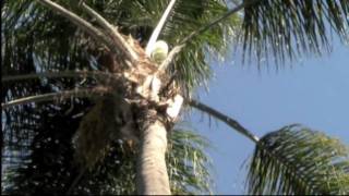 Lying on the Grass by Spreckels