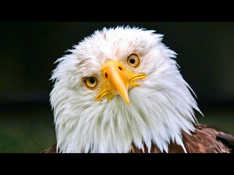 Eagle Training Goes Wrong!