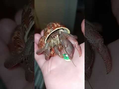 Hermit Crab Craves Cookies || ViralHog