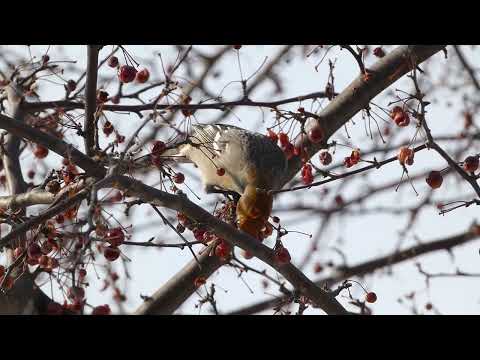 Pine Grosbeak Munching on Berries
