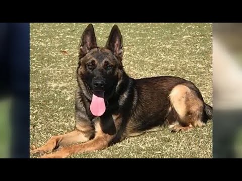 Floyd County Police K-9 'Lex' retires