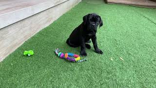 Cane Corso Puppies Videos