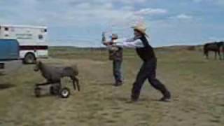 preview picture of video 'Alzada, Montana Calf roping practice'