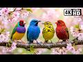 AMAZING SPRING BIRDS IN 4K Earth S Most Beautiful Birds Enjoying Spring Relaxing Bird Sounds ️